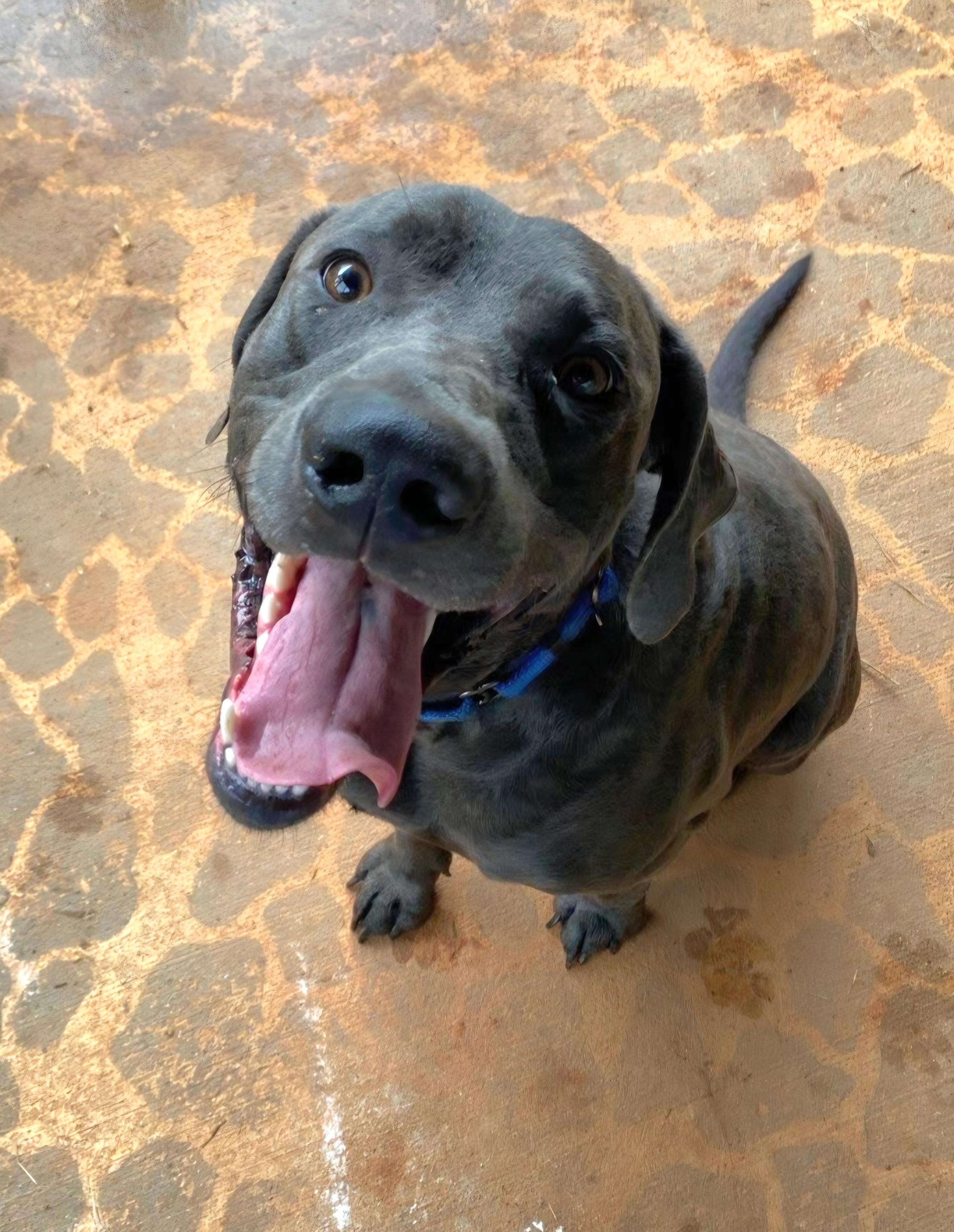 Blue - rehoming not on site, a ADOPTABLE Weimaraner in Amherst, VA image 3/6