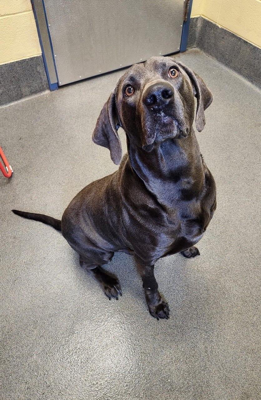Blue - rehoming not on site, a ADOPTABLE Weimaraner in Amherst, VA image 2/6