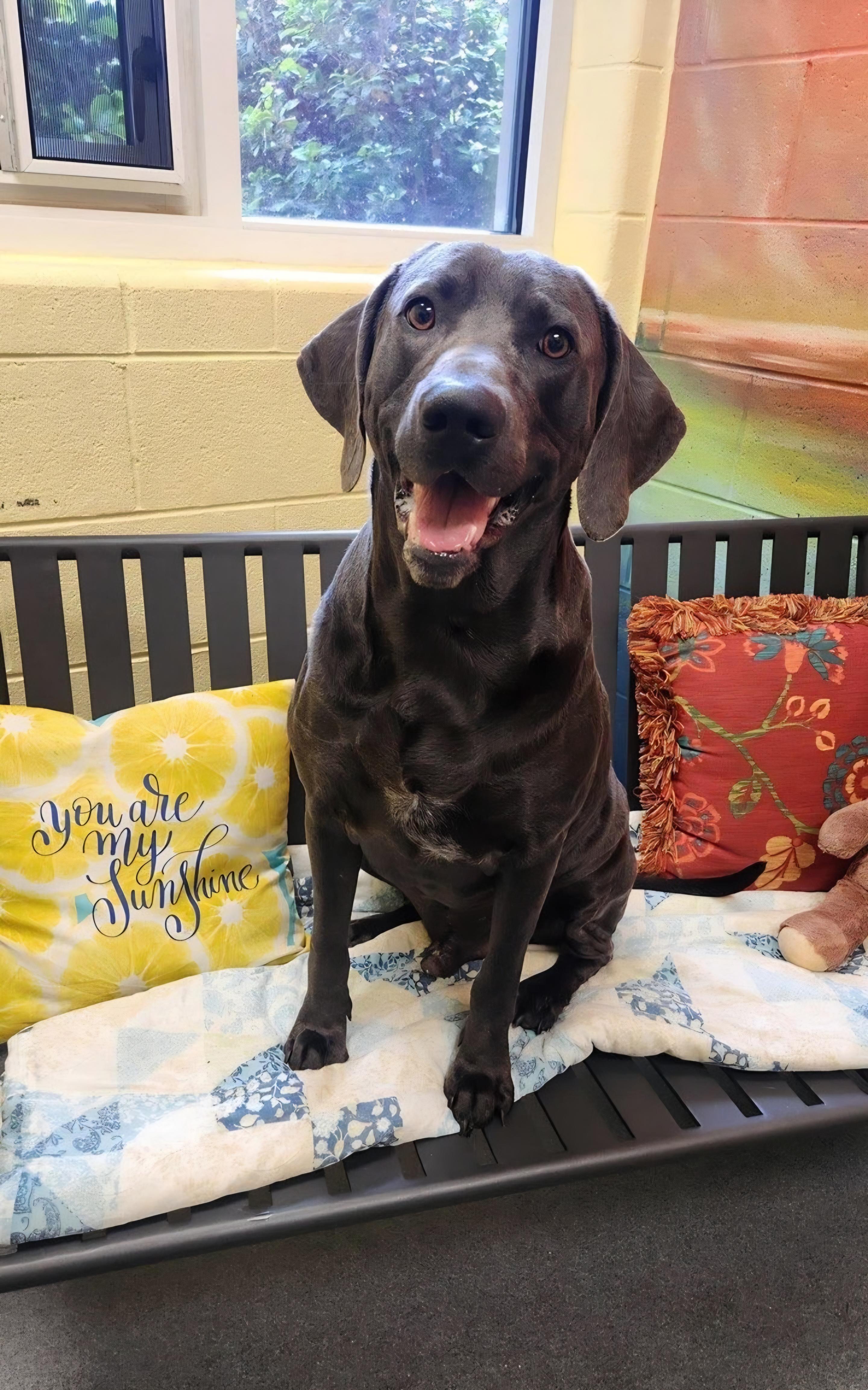Blue - rehoming not on site, a ADOPTABLE Weimaraner in Amherst, VA image 5/6