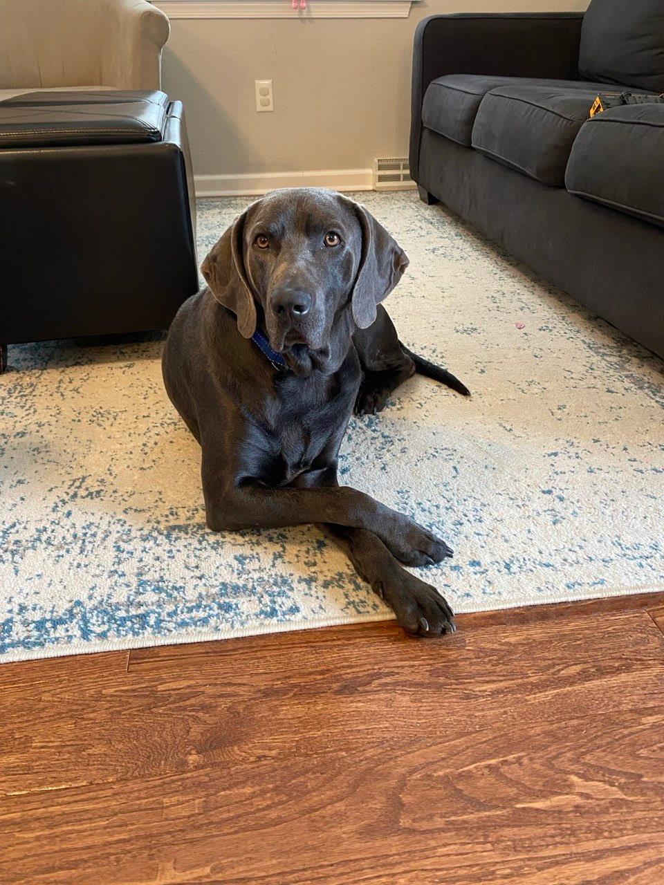 Blue - rehoming not on site, a ADOPTABLE Weimaraner in Amherst, VA image 4/6