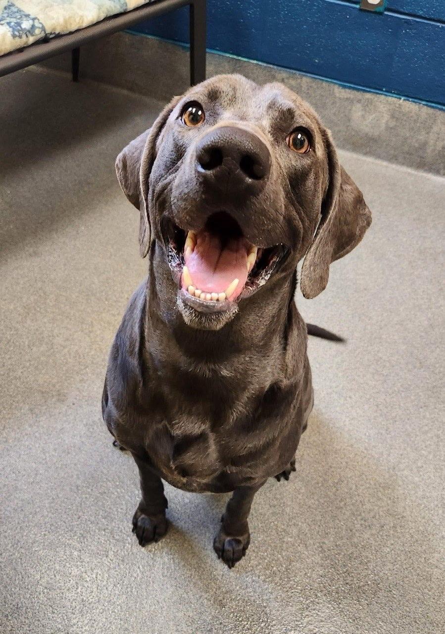 Blue - rehoming not on site, ADOPTABLE, Adult Male Weimaraner.