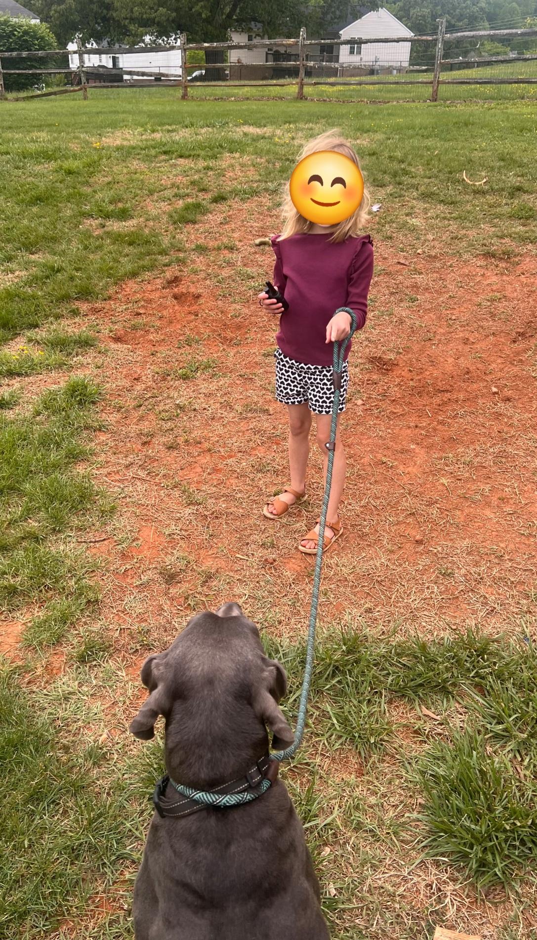 Blue - rehoming not on site, a ADOPTABLE Weimaraner in Amherst, VA image 6/6