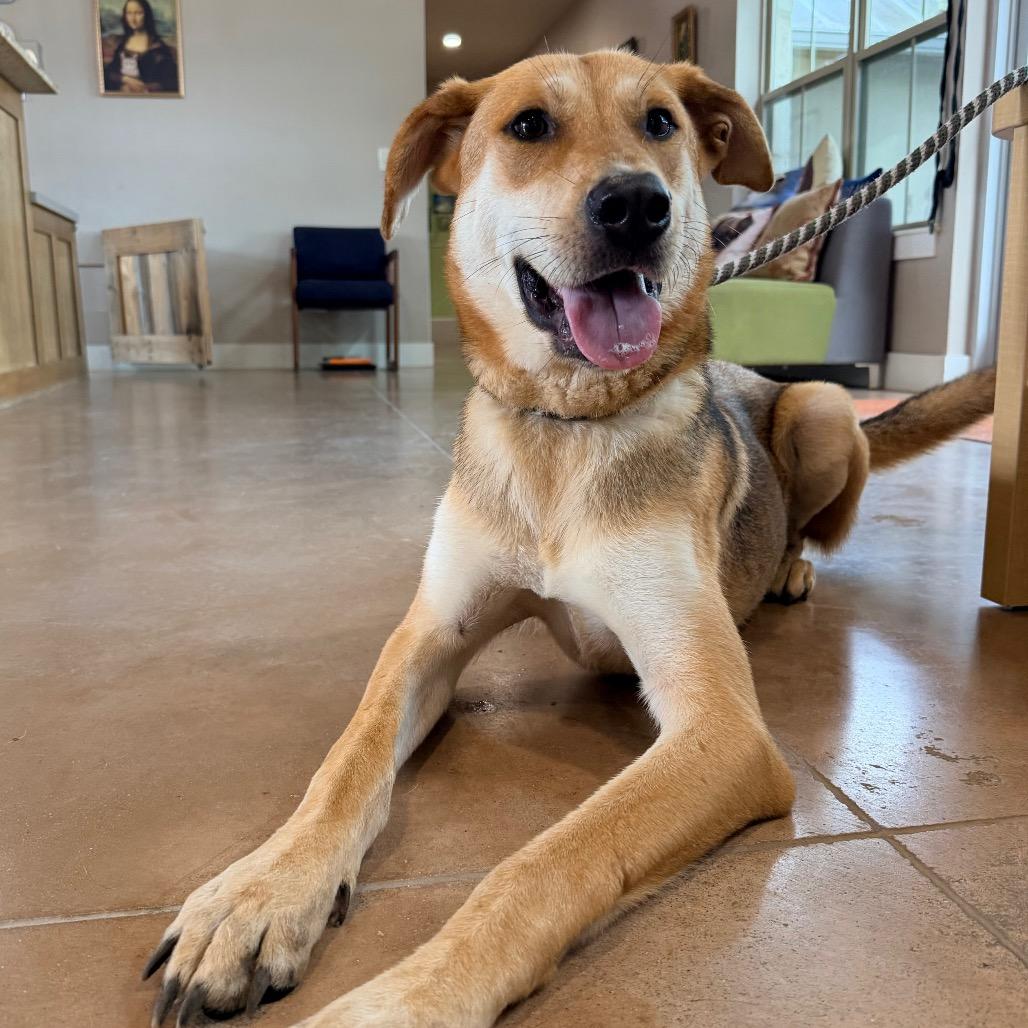 CLOVER, Adoptable, Adult Male Mixed Breed & Mixed Breed.