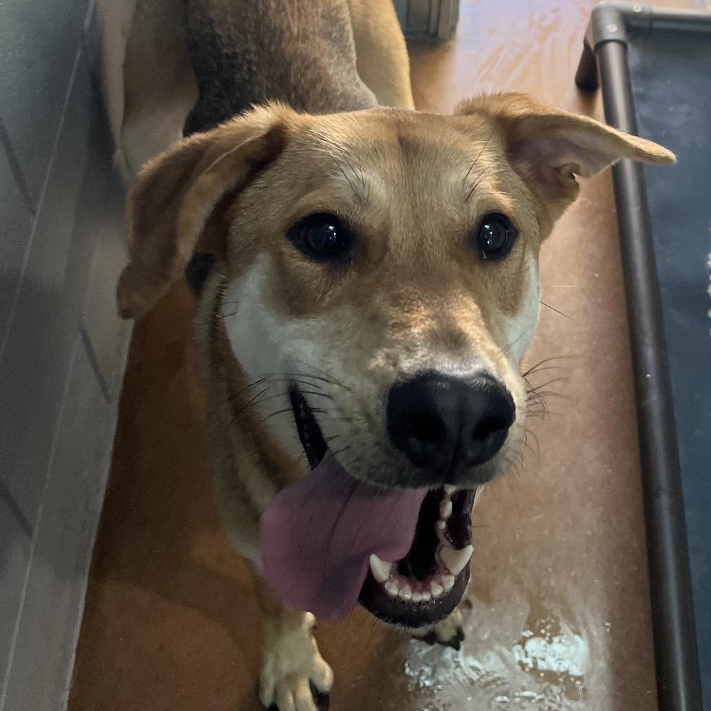 Enlarge CLOVER, a Adoptable mixed breed in Kyle, TX image 2/5