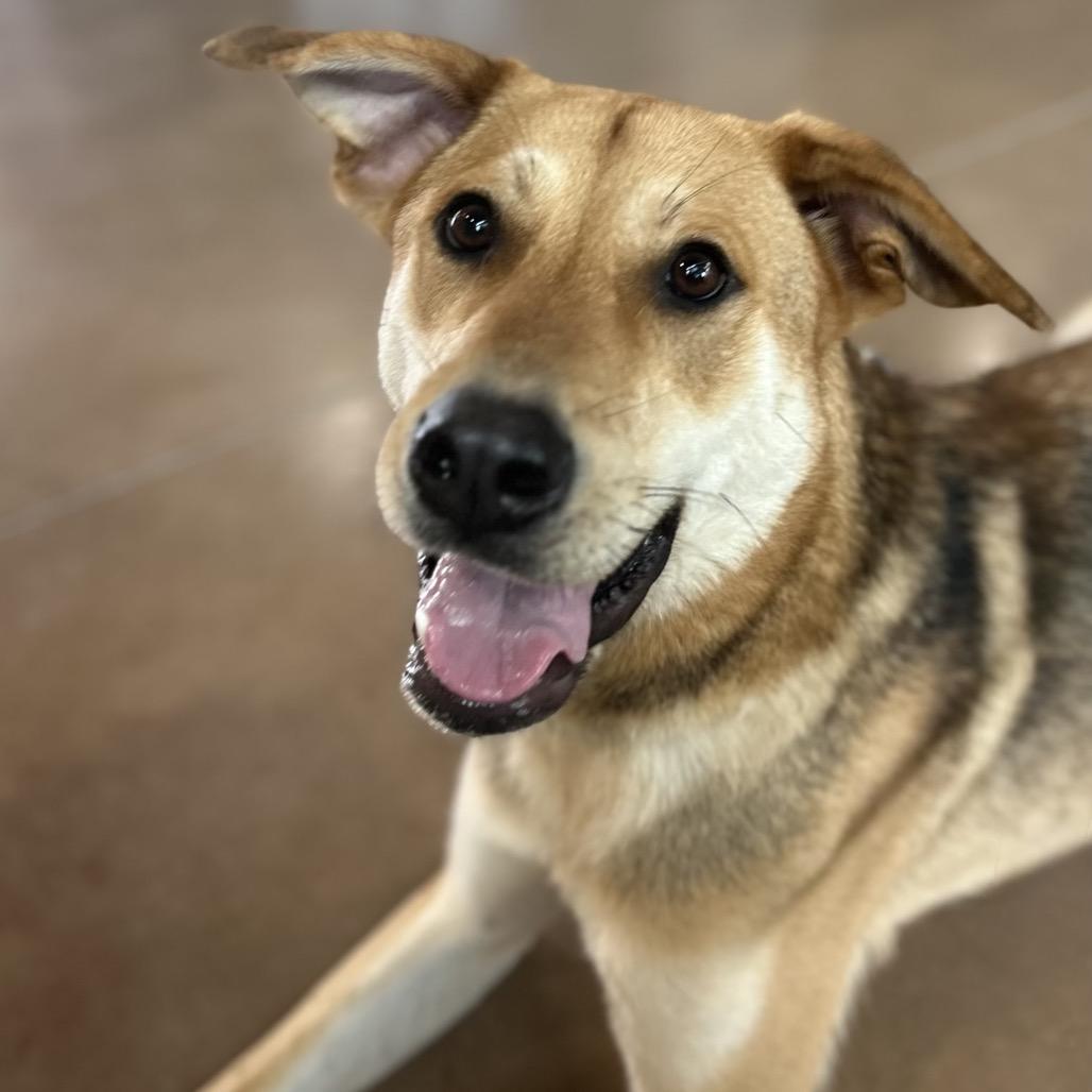 Enlarge CLOVER, a Adoptable mixed breed in Kyle, TX image 3/5