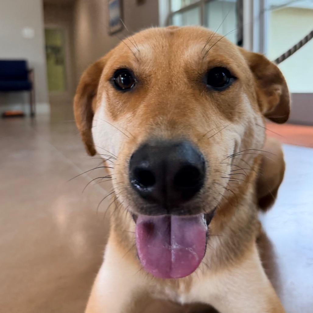 Enlarge CLOVER, a Adoptable mixed breed in Kyle, TX image 4/5