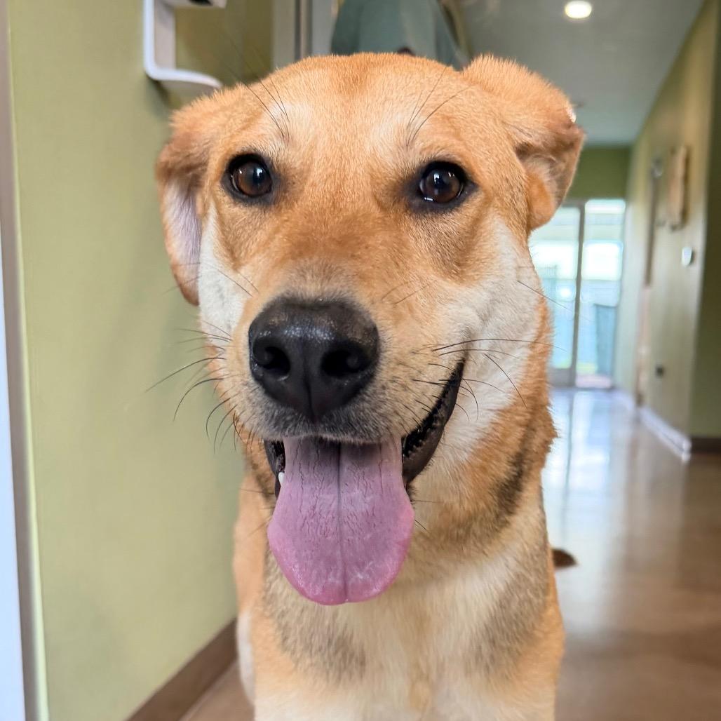 Enlarge CLOVER, a Adoptable mixed breed in Kyle, TX image 5/5
