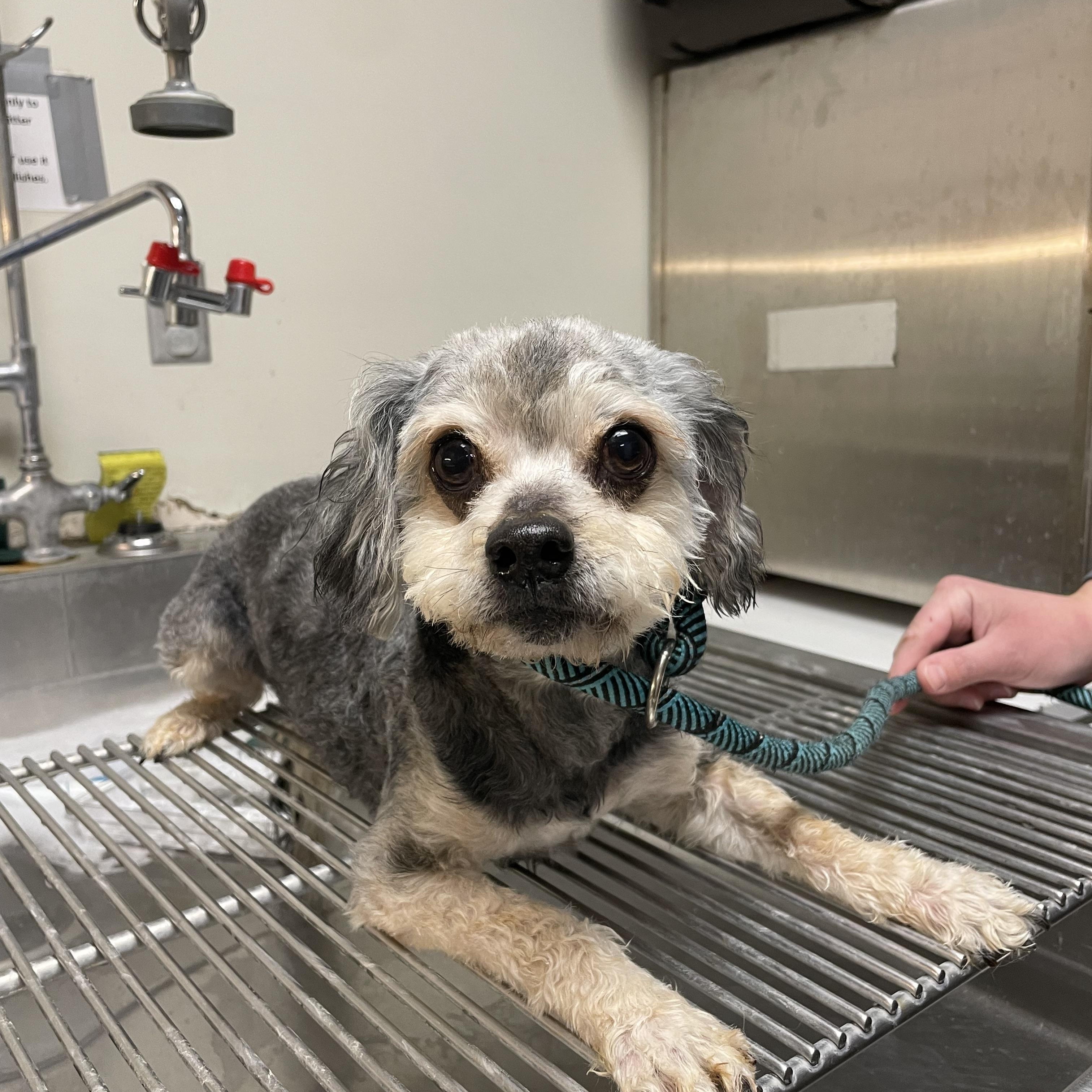 Enlarge Apollo, an adopted mixed breed in Gladstone, MO image 1/1