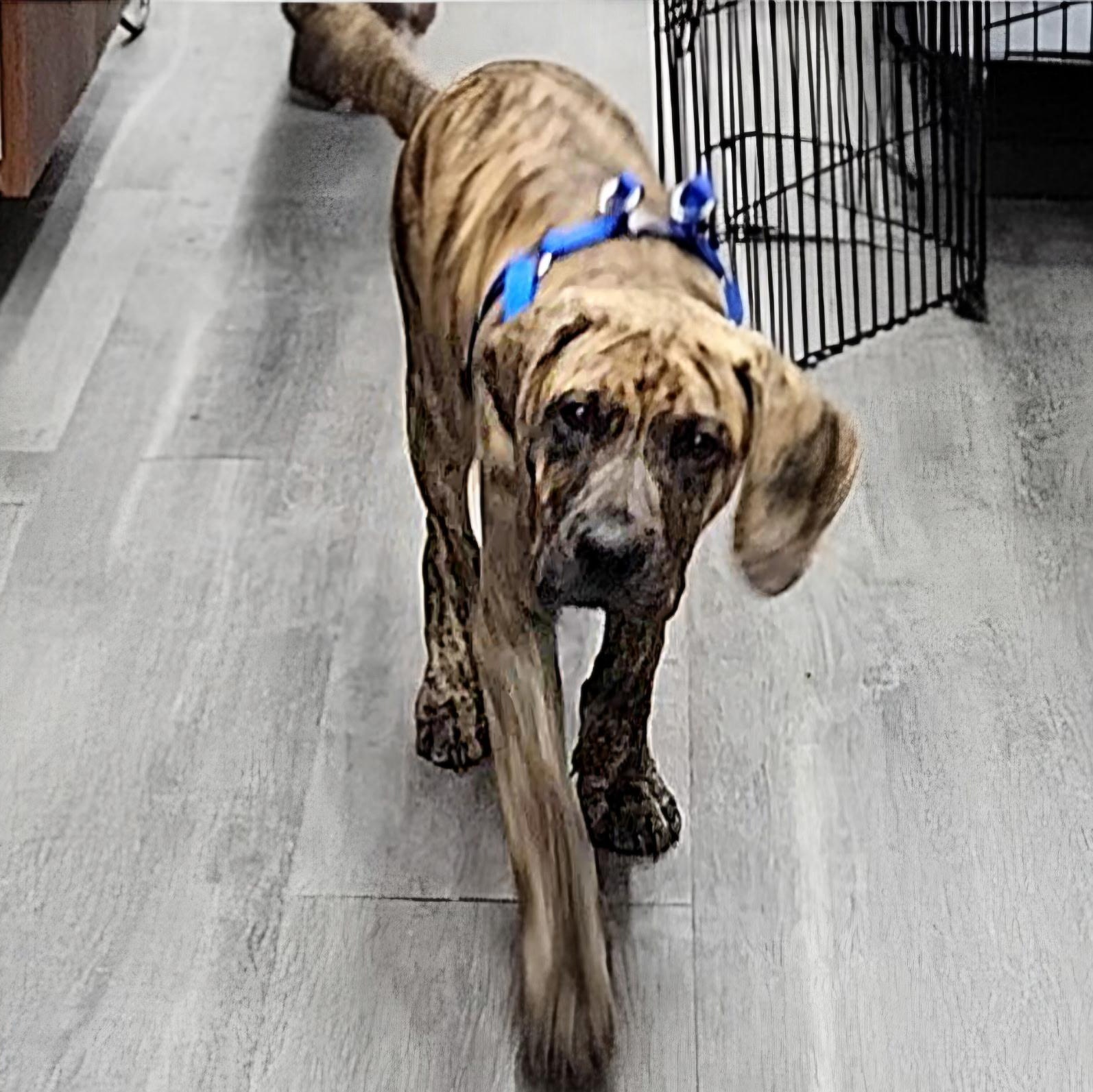 Enlarge Tigress, a Adoptable mixed breed in Ridgefield, NJ image 4/4