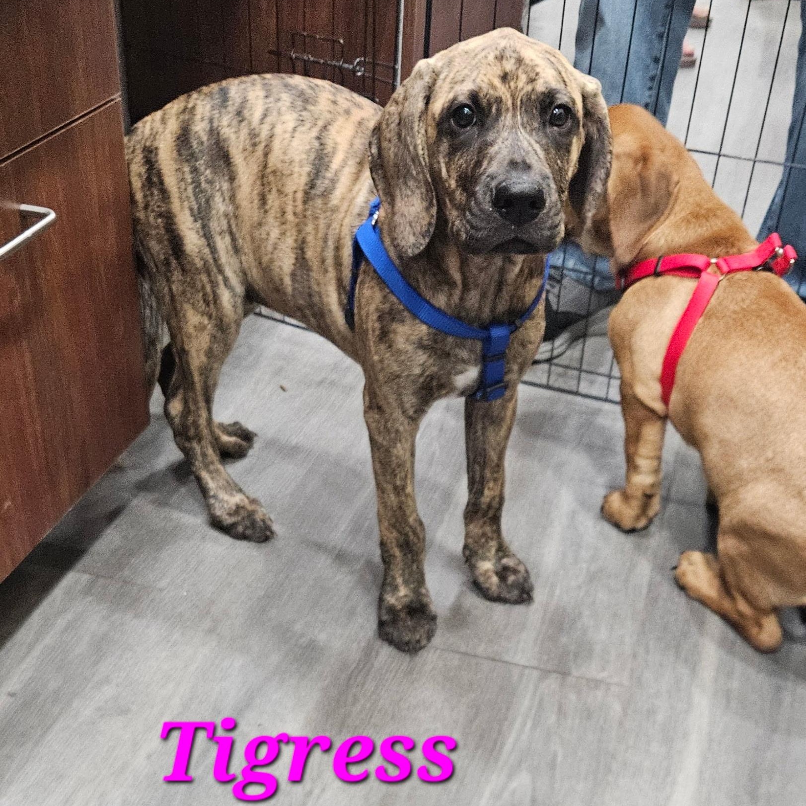 Enlarge Tigress, a Adoptable mixed breed in Ridgefield, NJ image 2/4