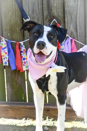Enlarge Kyla, a Adoptable mixed breed in Marietta, GA image 1/1