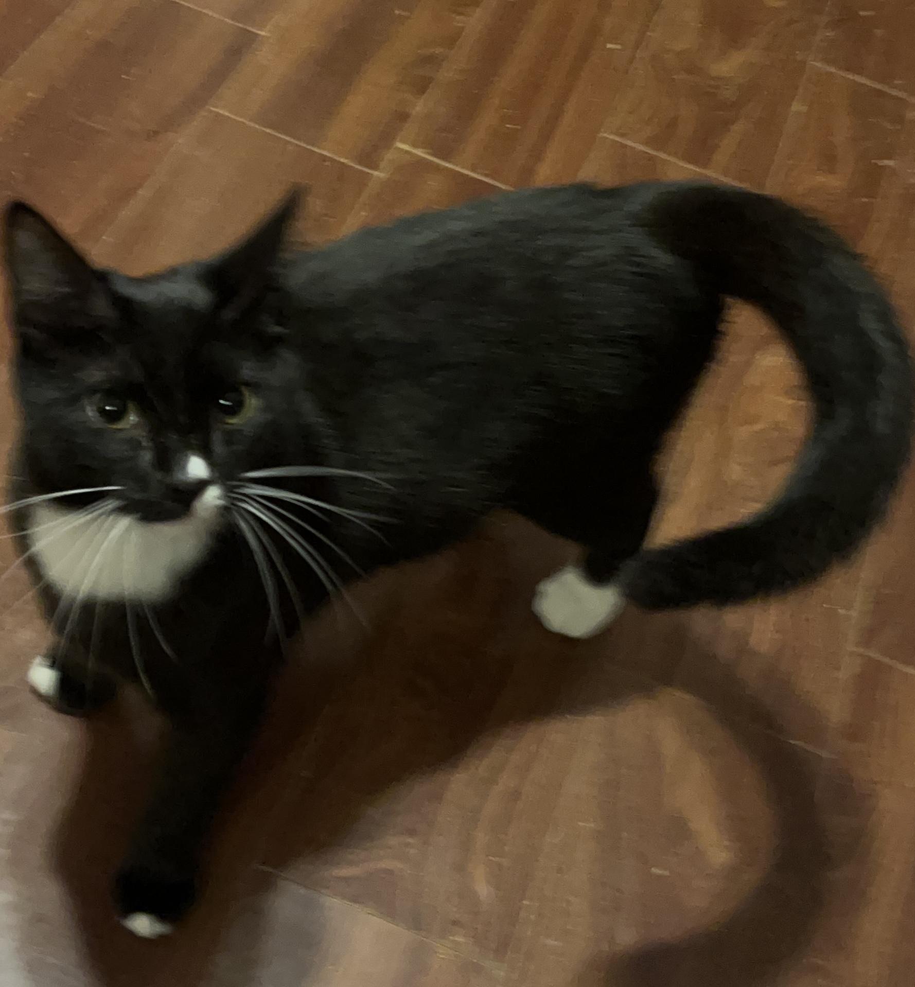 Enlarge Novo, a ADOPTABLE Domestic Short Hair in Columbia, SC image 1/4