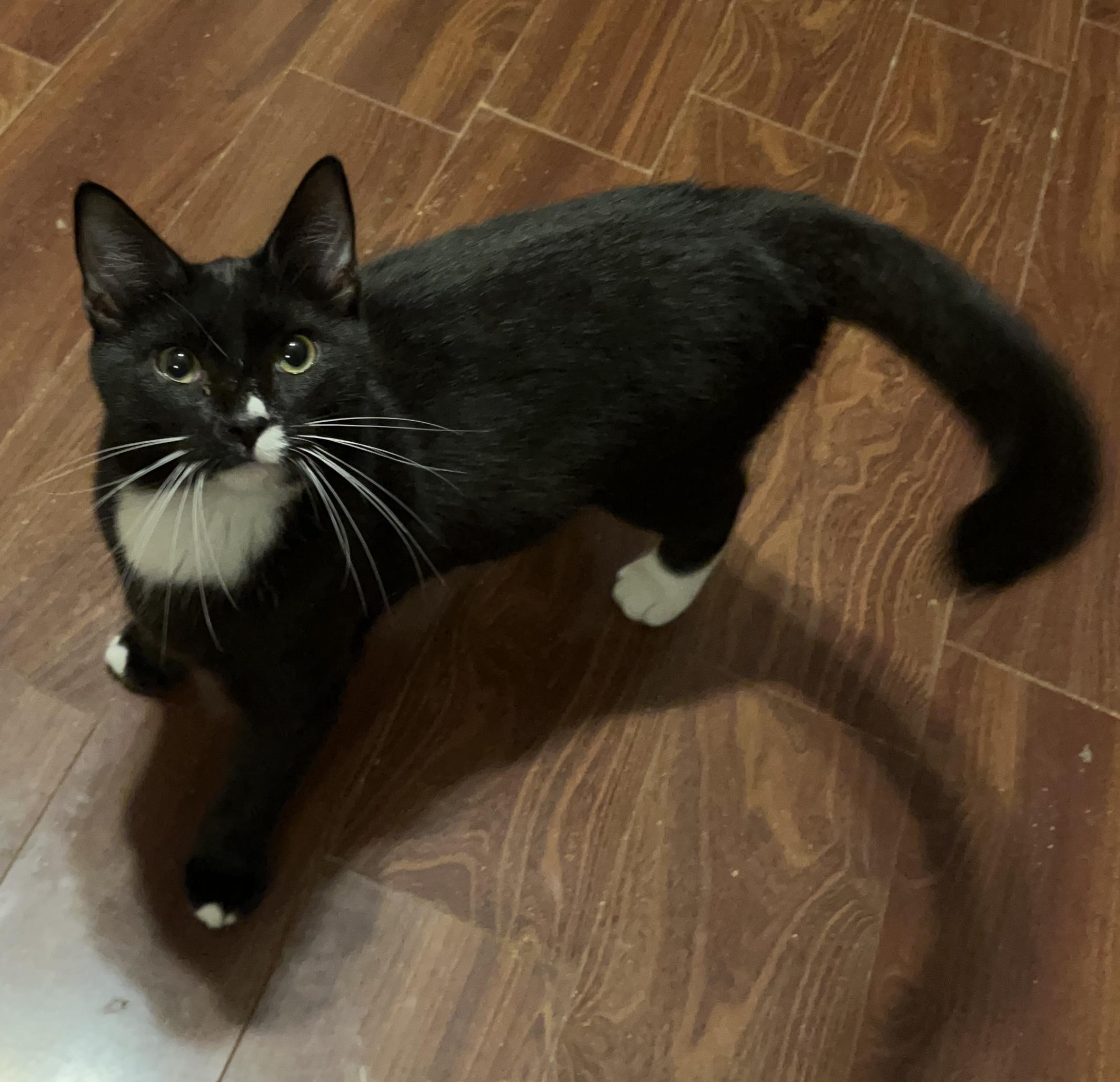 Enlarge Novo, a ADOPTABLE Domestic Short Hair in Columbia, SC image 2/4