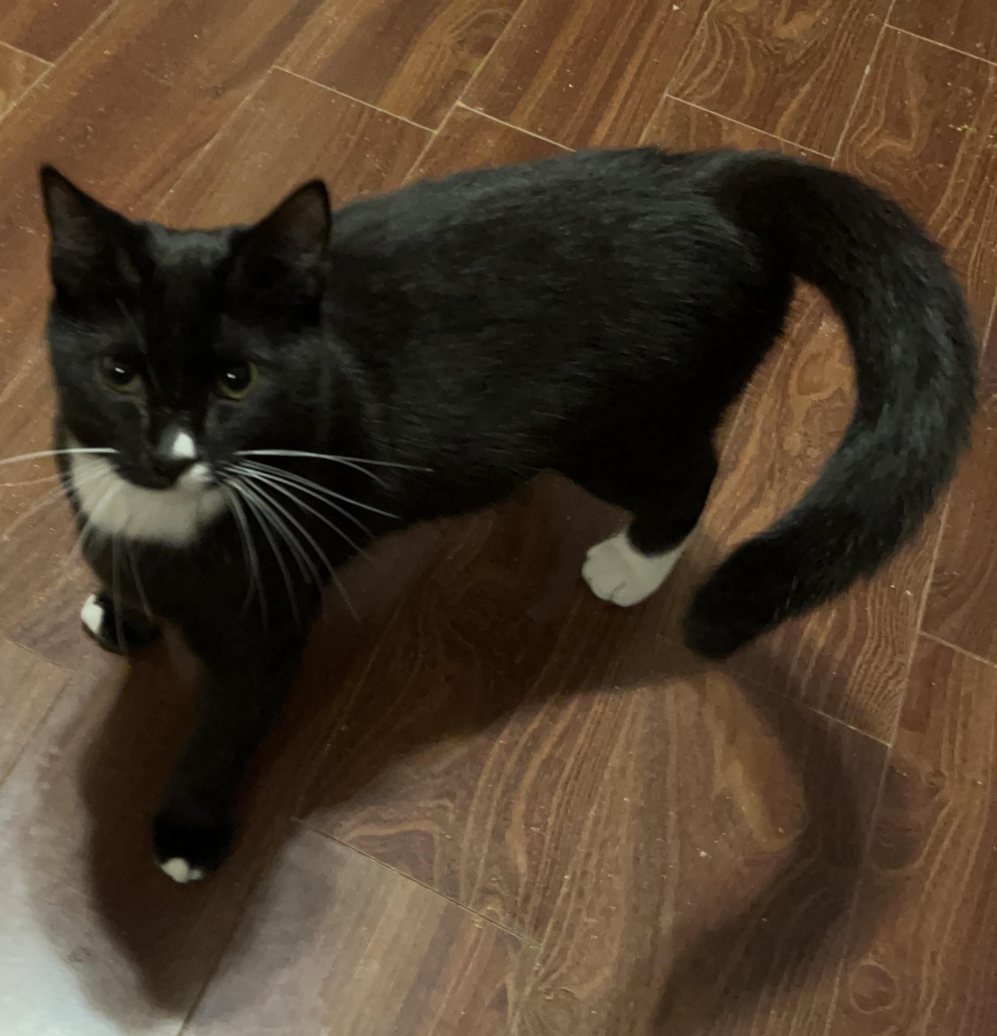 Novo, ADOPTABLE, Young Male Domestic Short Hair.