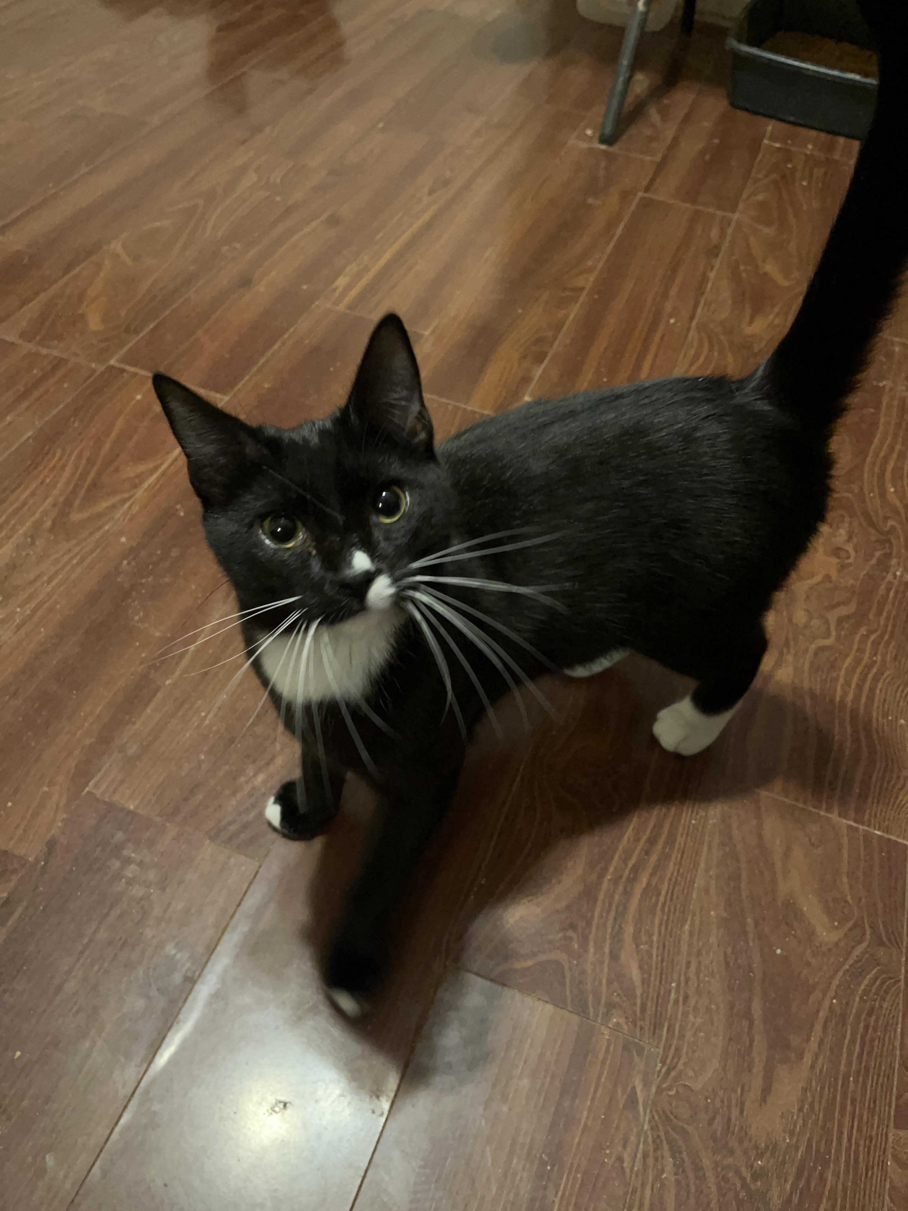 Enlarge Novo, a ADOPTABLE Domestic Short Hair in Columbia, SC image 4/4