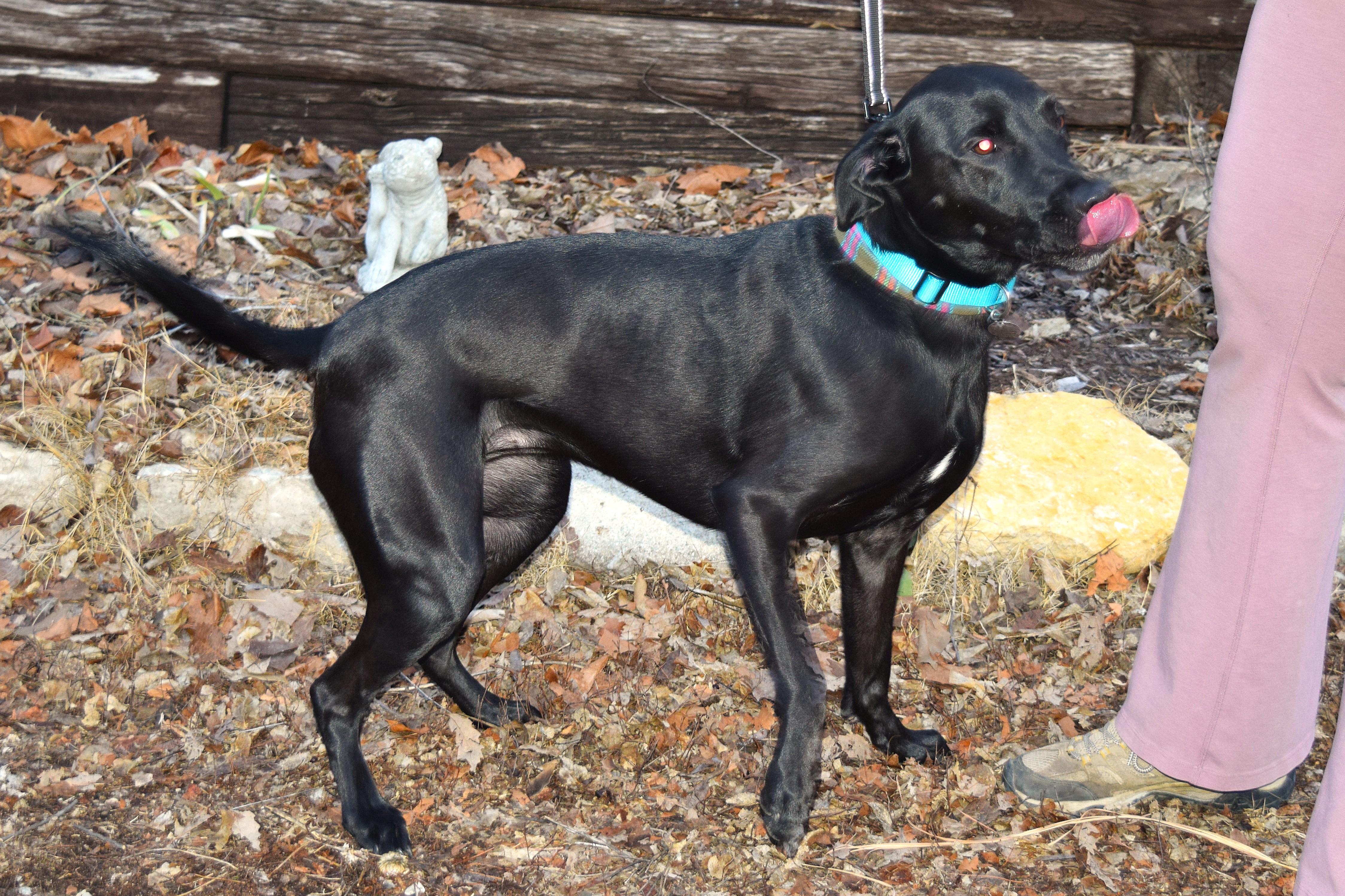 Enlarge Skye, an adopted mixed breed in Parkville, MO image 6/6