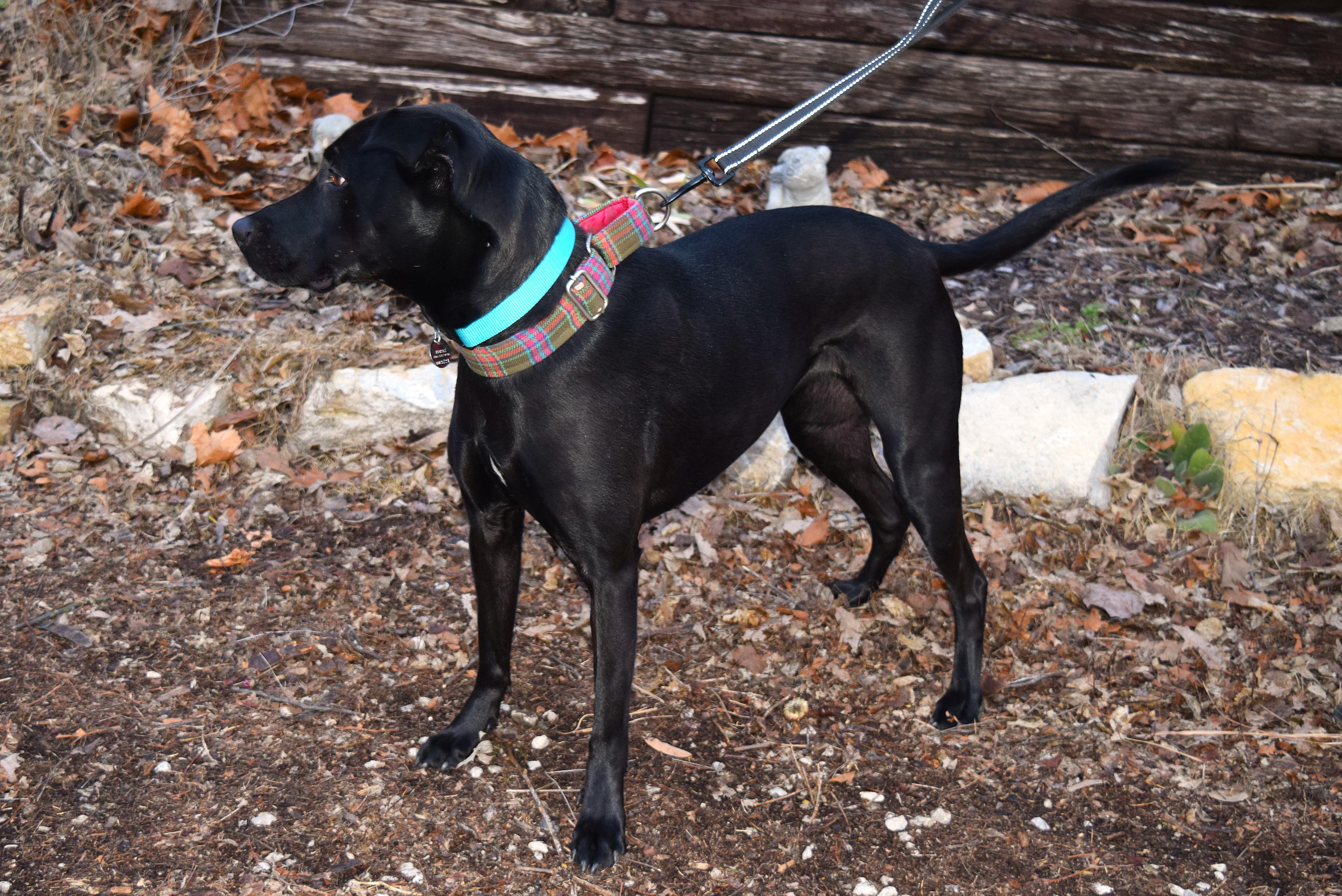 Enlarge Skye, an adopted mixed breed in Parkville, MO image 2/6