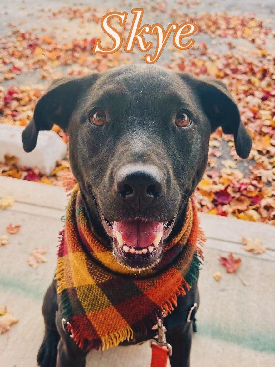 Enlarge Skye, a Adoptable mixed breed in Parkville, MO image 2/6
