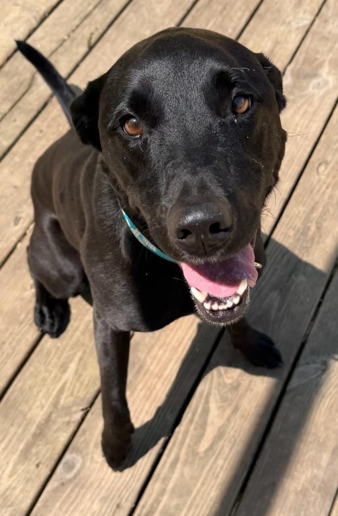 Enlarge Skye, a Adoptable mixed breed in Parkville, MO image 3/6