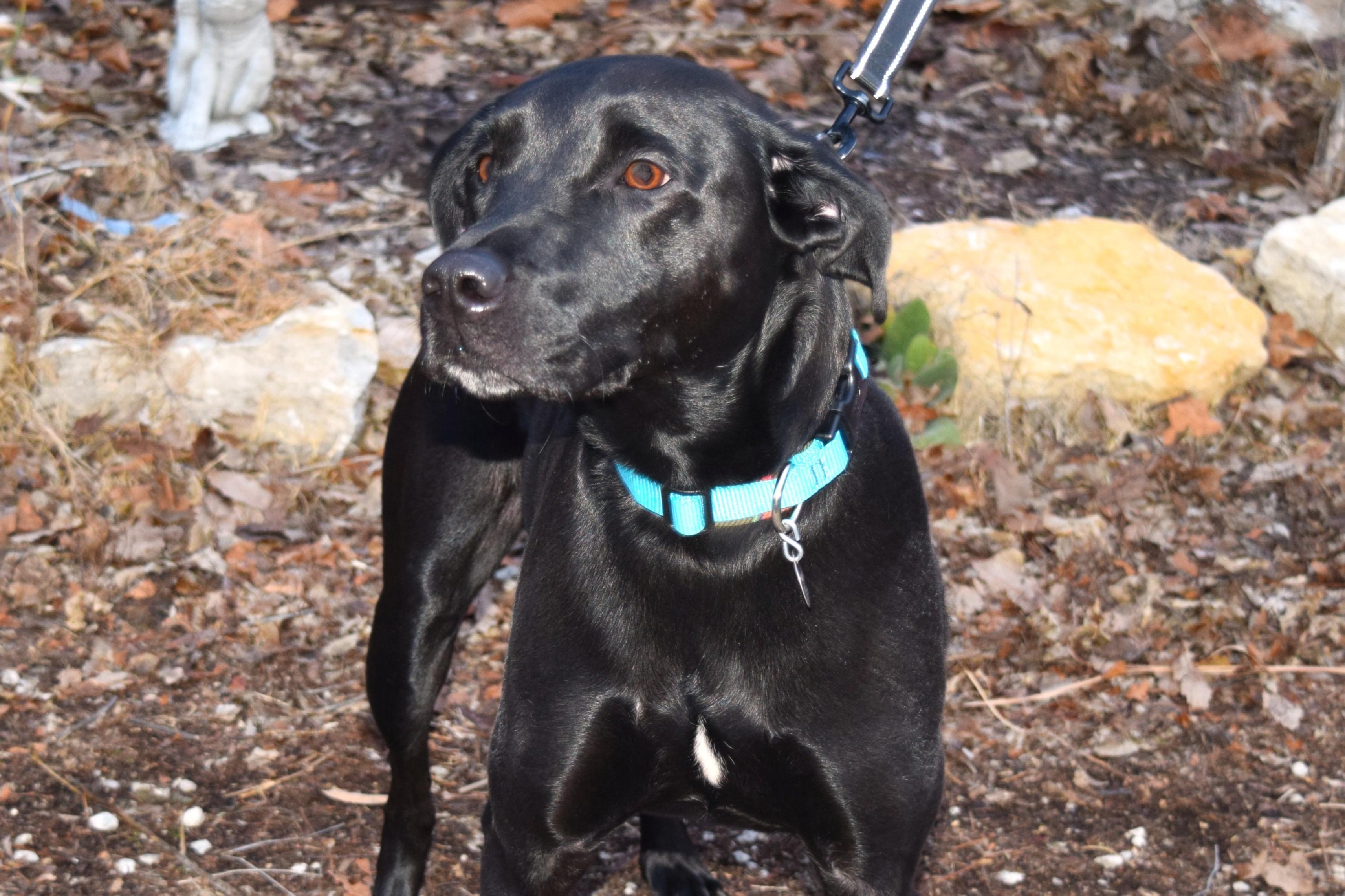 Skye, adopted, Adult Female Black Labrador Retriever.