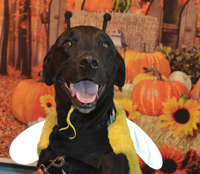Skye, adoptable, Adult Female Black Labrador Retriever.