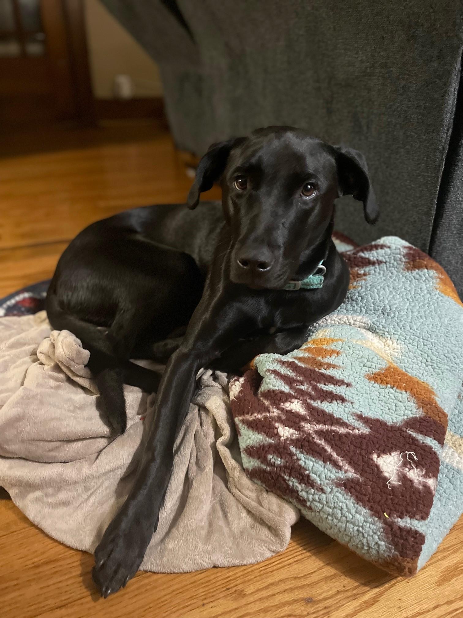 Skye, adoptable, Adult Female Black Labrador Retriever.