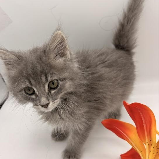 Enlarge Tomato, an adopted mixed breed in Springfield, MO image 3/3