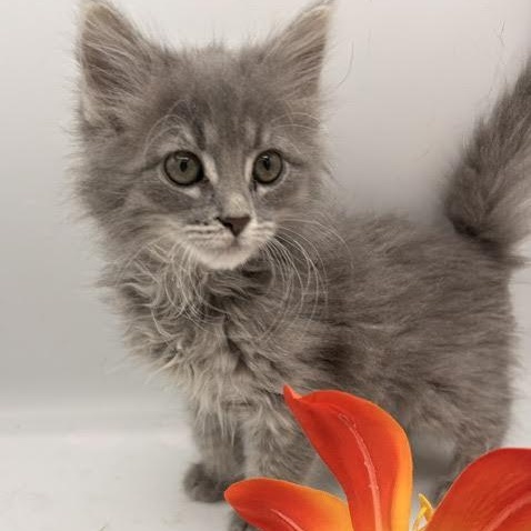 Enlarge Tomato, an adopted mixed breed in Springfield, MO image 1/3