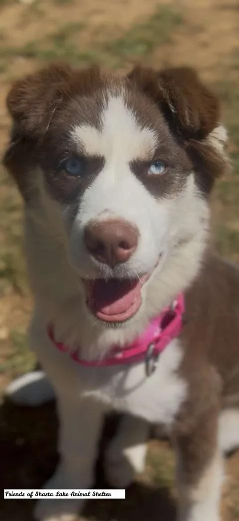 Juno, an adopted mixed breed in Shasta Lake, CA image 3/3