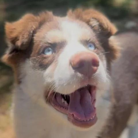 Juno, adopted, Young Female Siberian Husky & Australian Shepherd.