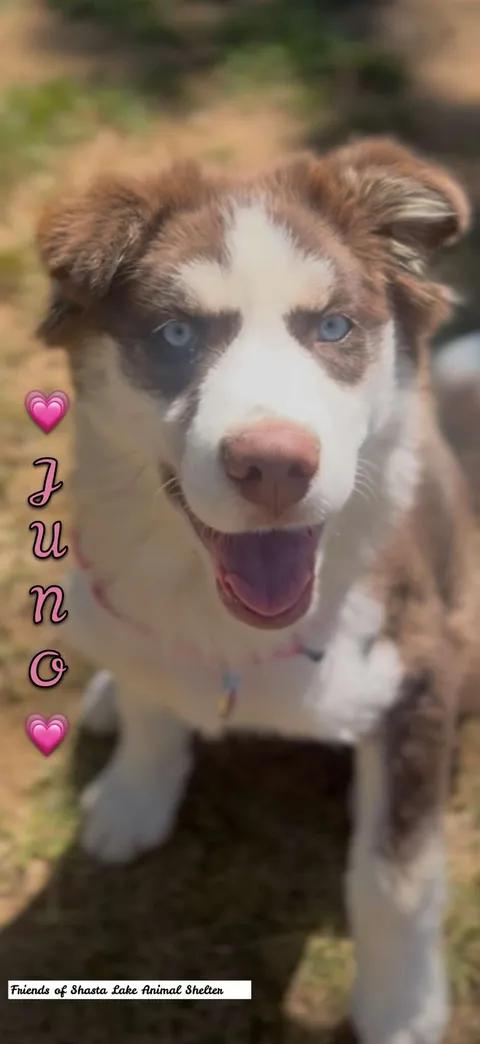Juno, an adopted mixed breed in Shasta Lake, CA image 2/3
