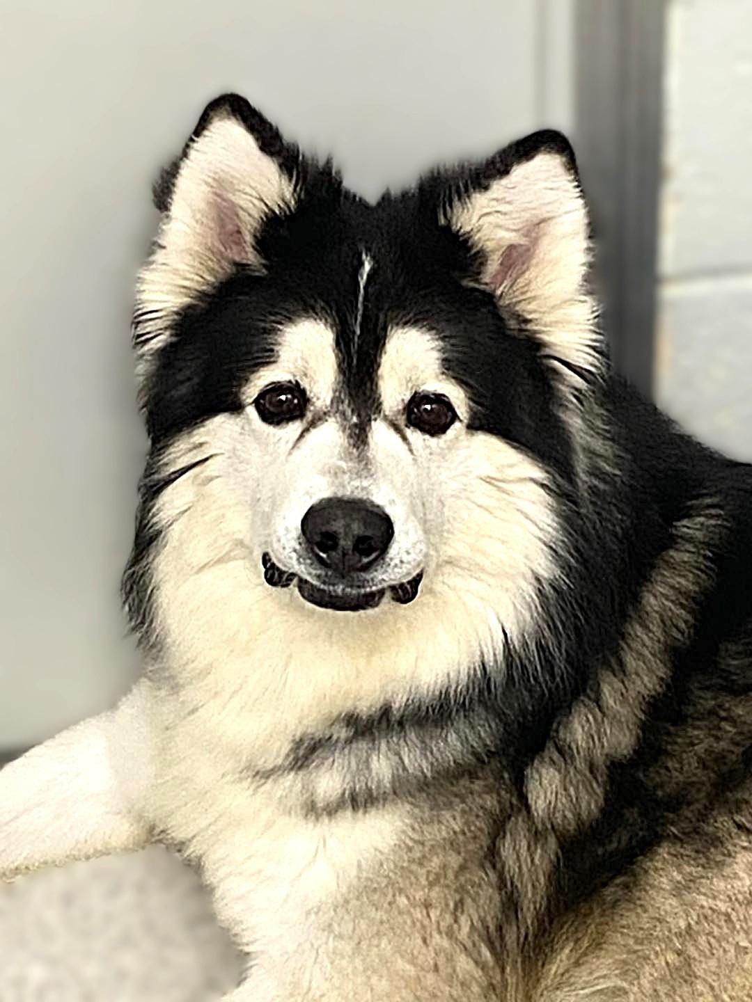 Oddy, Adoptable, Adult Male Alaskan Malamute.