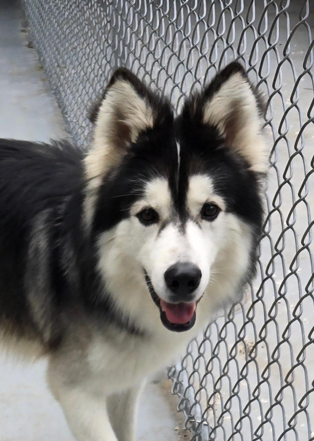 Enlarge Oddy, a Adoptable Alaskan Malamute in Warwick, NY image 1/3