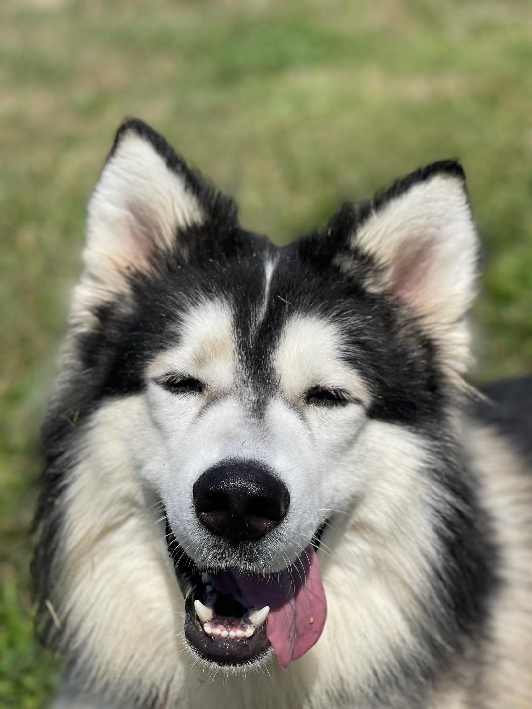 Enlarge Oddy, a Adoptable Alaskan Malamute in Warwick, NY image 2/3