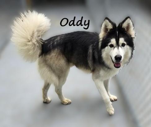 Enlarge Oddy, a Adoptable Alaskan Malamute in Warwick, NY image 3/3