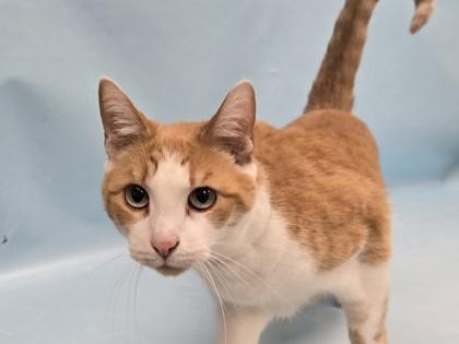 Tali, Adoptable, Senior Female Domestic Short Hair & Domestic Short Hair.
