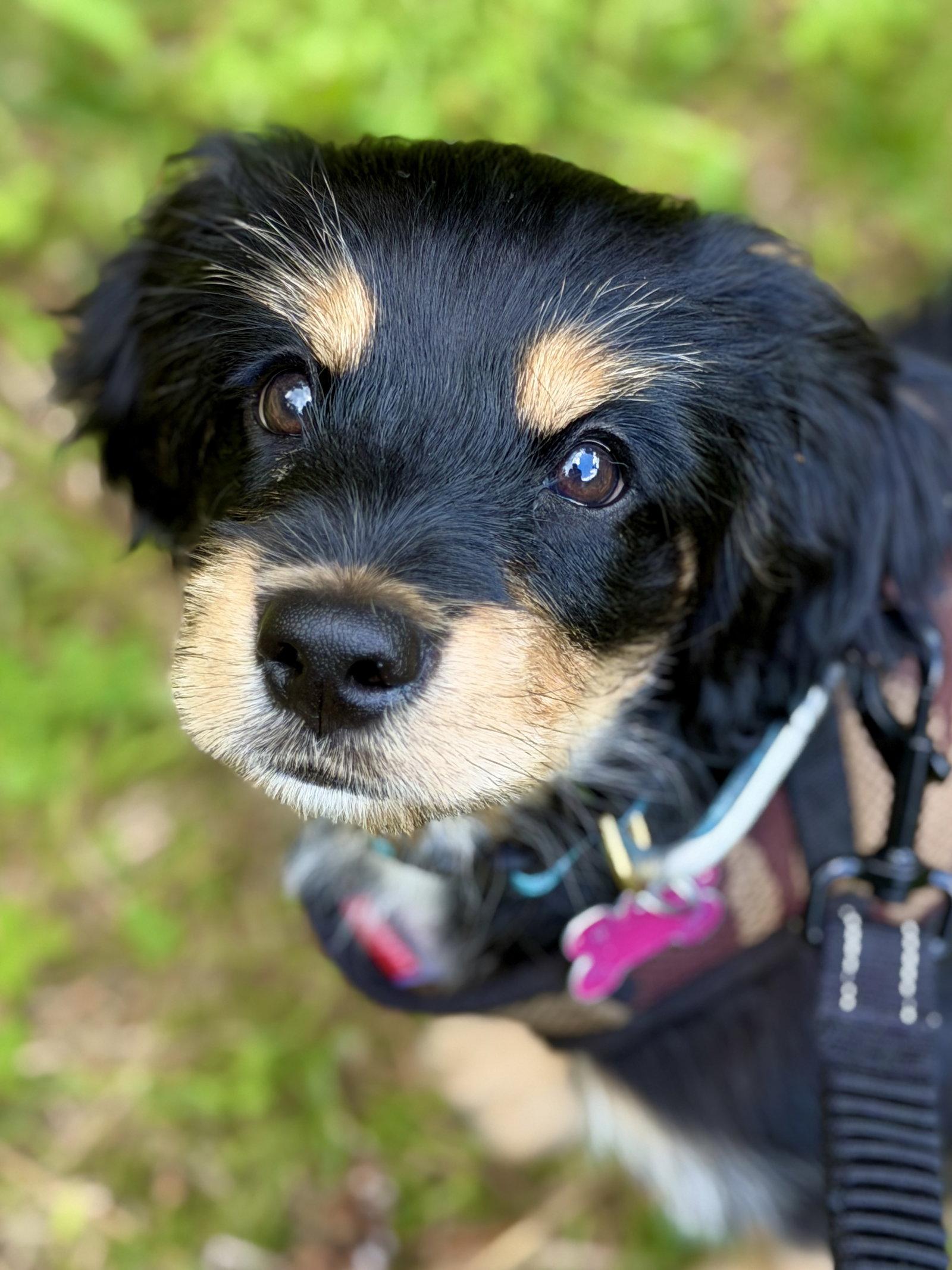 Mowgli, a Adopted mixed breed in West Cornwall, CT image 1/3