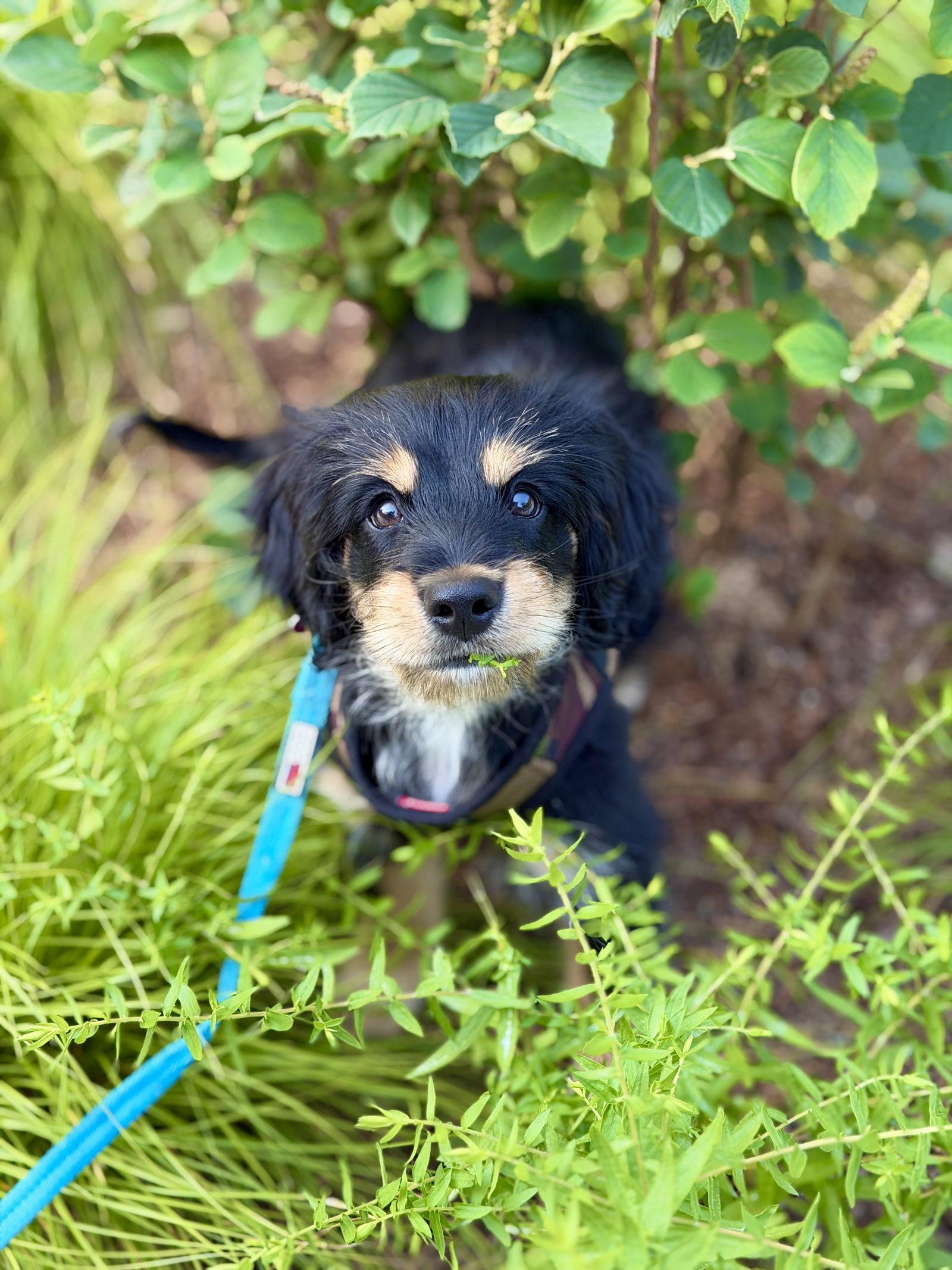 Mowgli, a Adopted mixed breed in West Cornwall, CT image 2/3