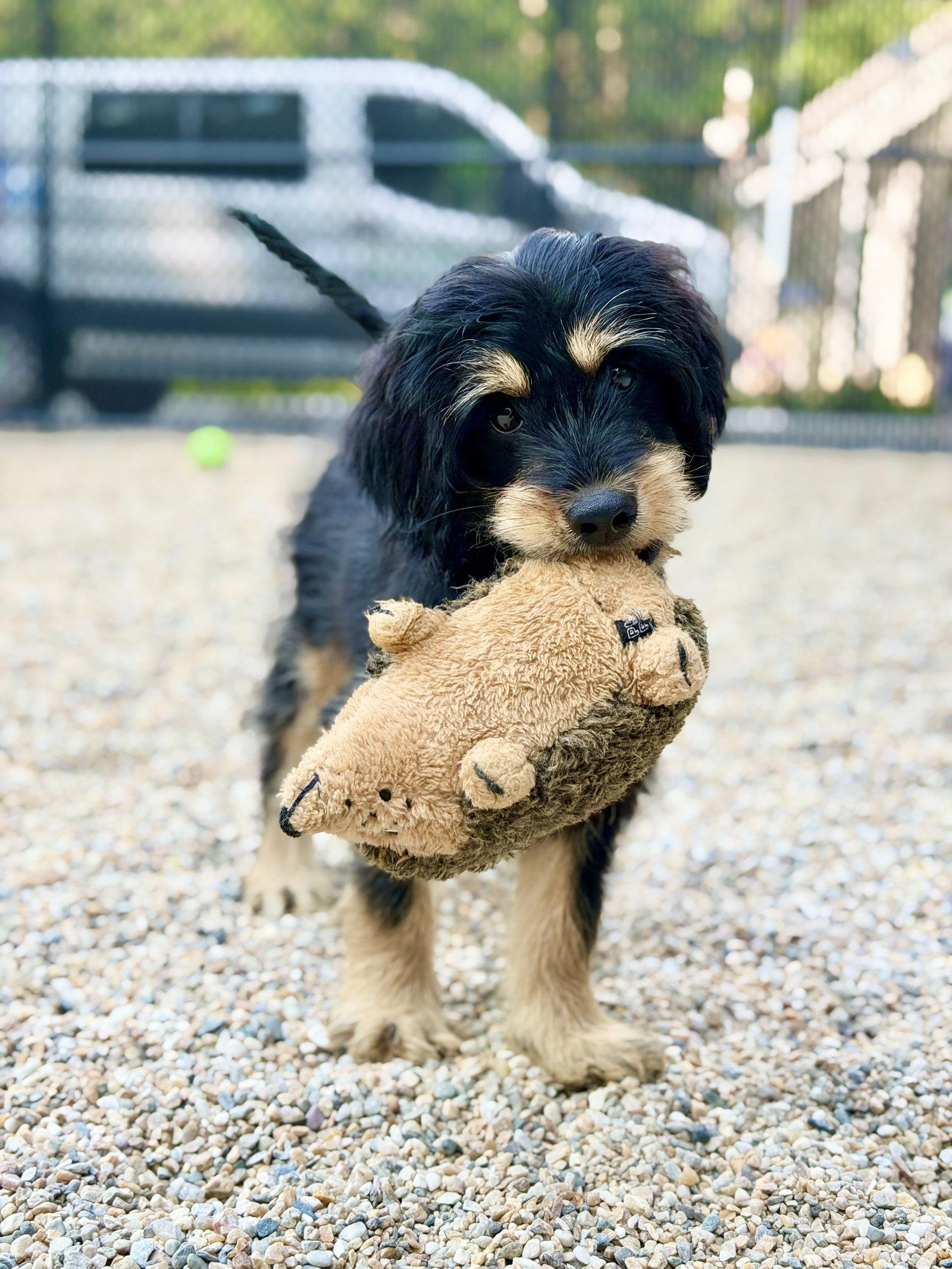 Mowgli, a Adopted mixed breed in West Cornwall, CT image 3/3