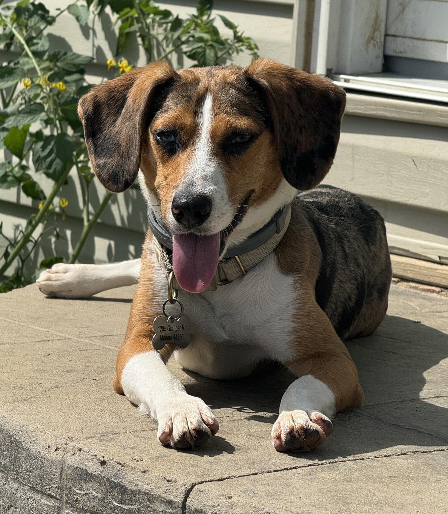 Tootie, Adoptable, Young Female Beagle & Catahoula Leopard Dog.