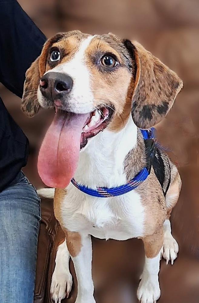 Enlarge Tootie, a Adoptable mixed breed in Wadsworth, OH image 2/6