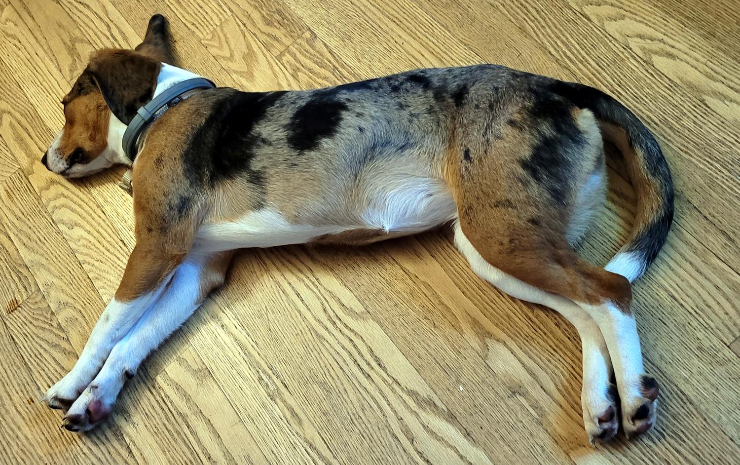 Enlarge Tootie, a Adoptable mixed breed in Wadsworth, OH image 4/6