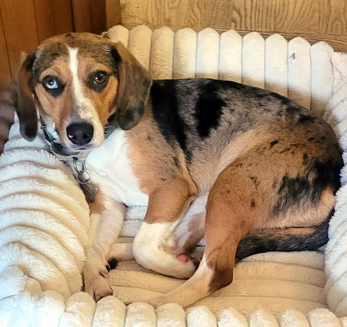 Enlarge Tootie, a Adoptable mixed breed in Wadsworth, OH image 3/6
