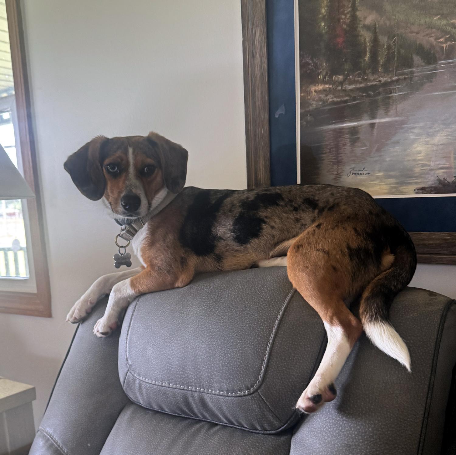 Enlarge Tootie, a Adoptable mixed breed in Wadsworth, OH image 5/6