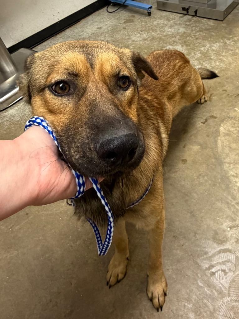 Sock, Adoptable, Adult Male Shepherd & Mixed Breed.
