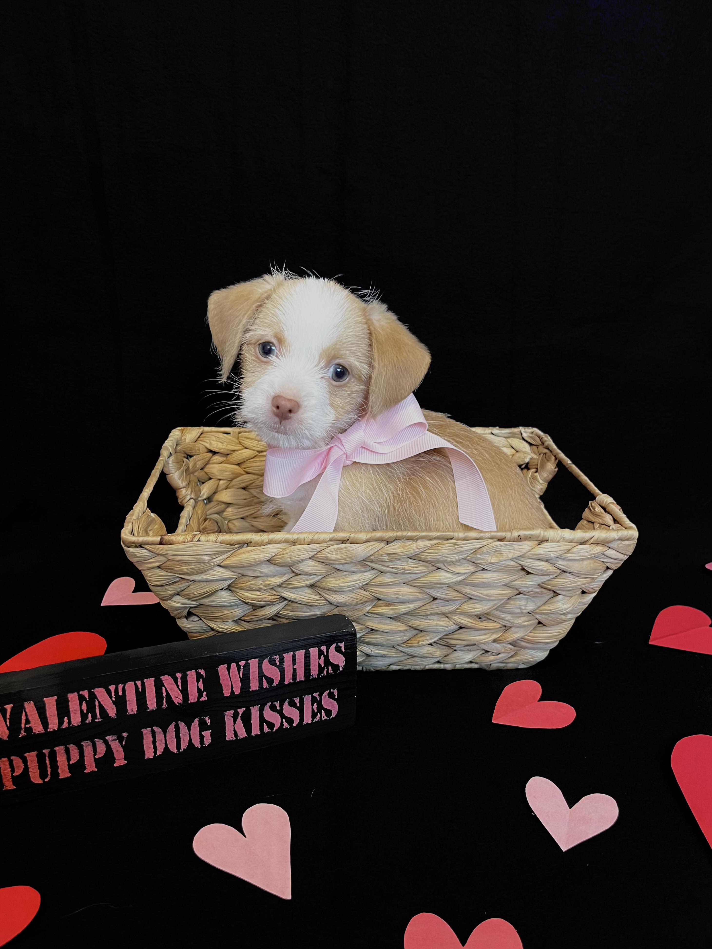 Enlarge Angel , an adopted mixed breed in Bonney Lake, WA image 3/5