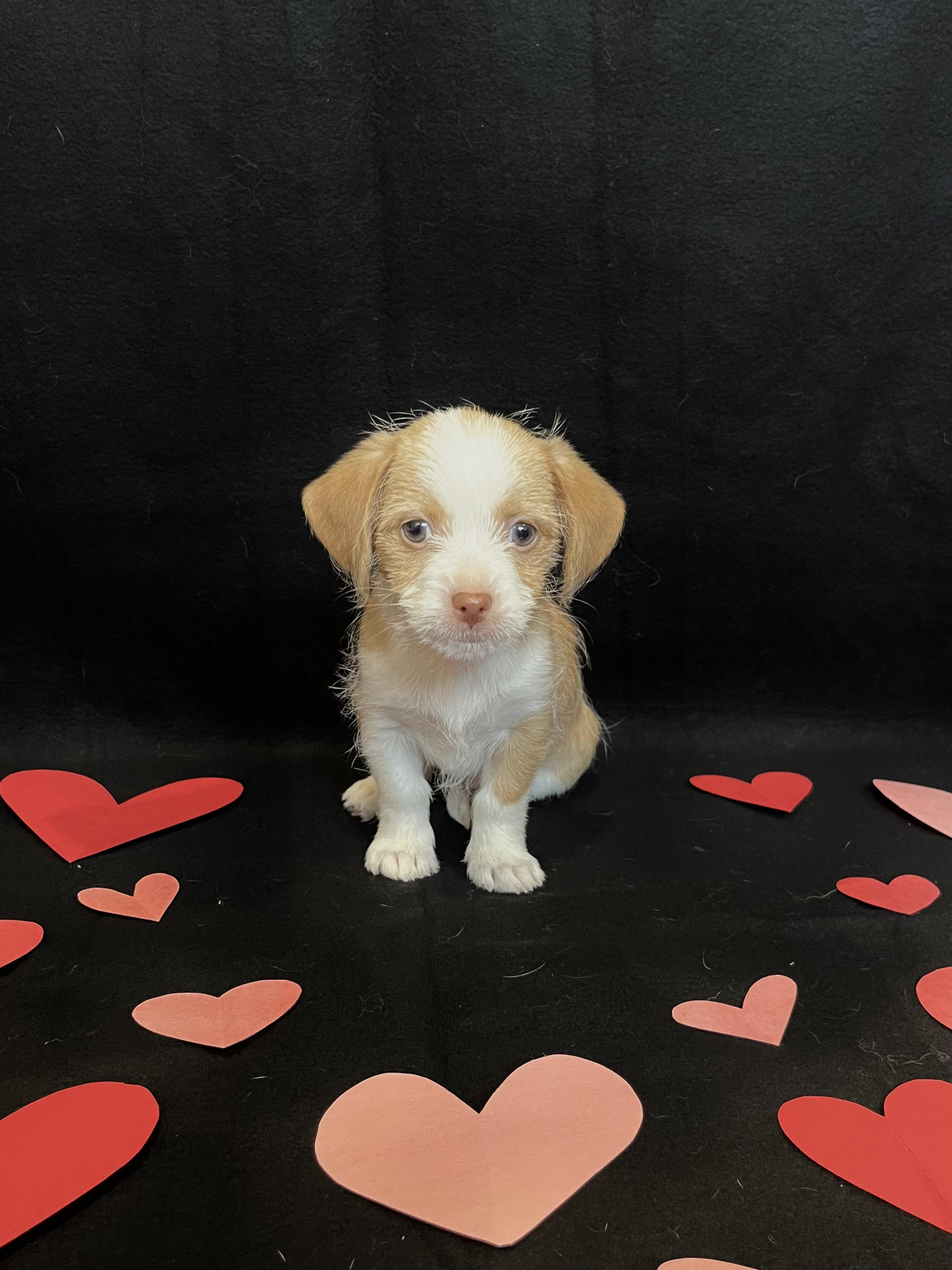 Enlarge Angel , an adopted mixed breed in Bonney Lake, WA image 4/5