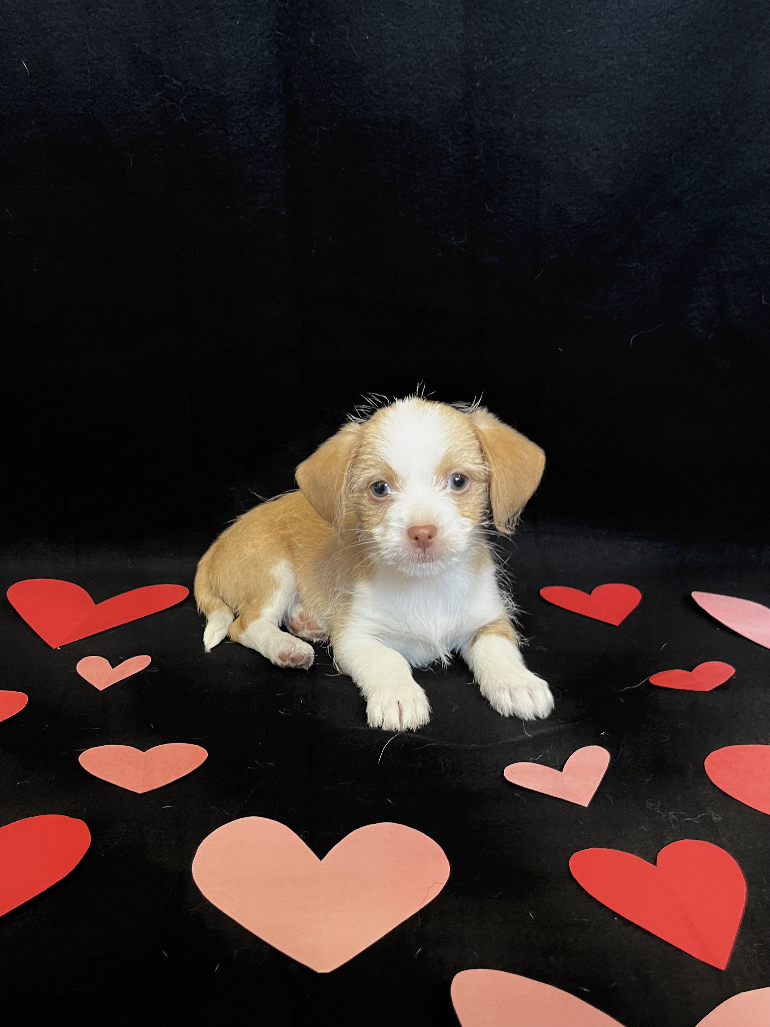 Enlarge Angel , an adopted mixed breed in Bonney Lake, WA image 1/5
