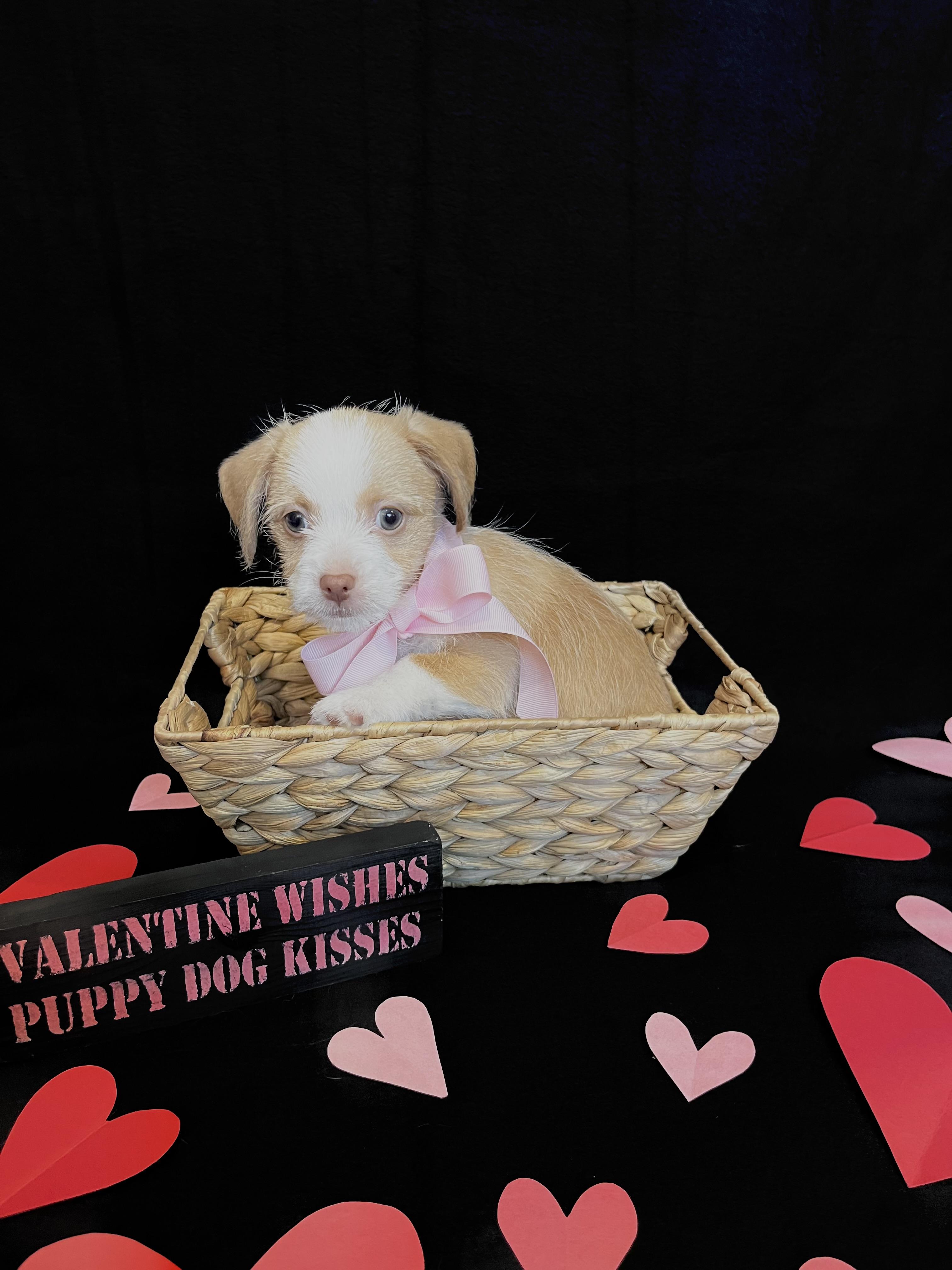 Enlarge Angel , an adopted mixed breed in Bonney Lake, WA image 2/5