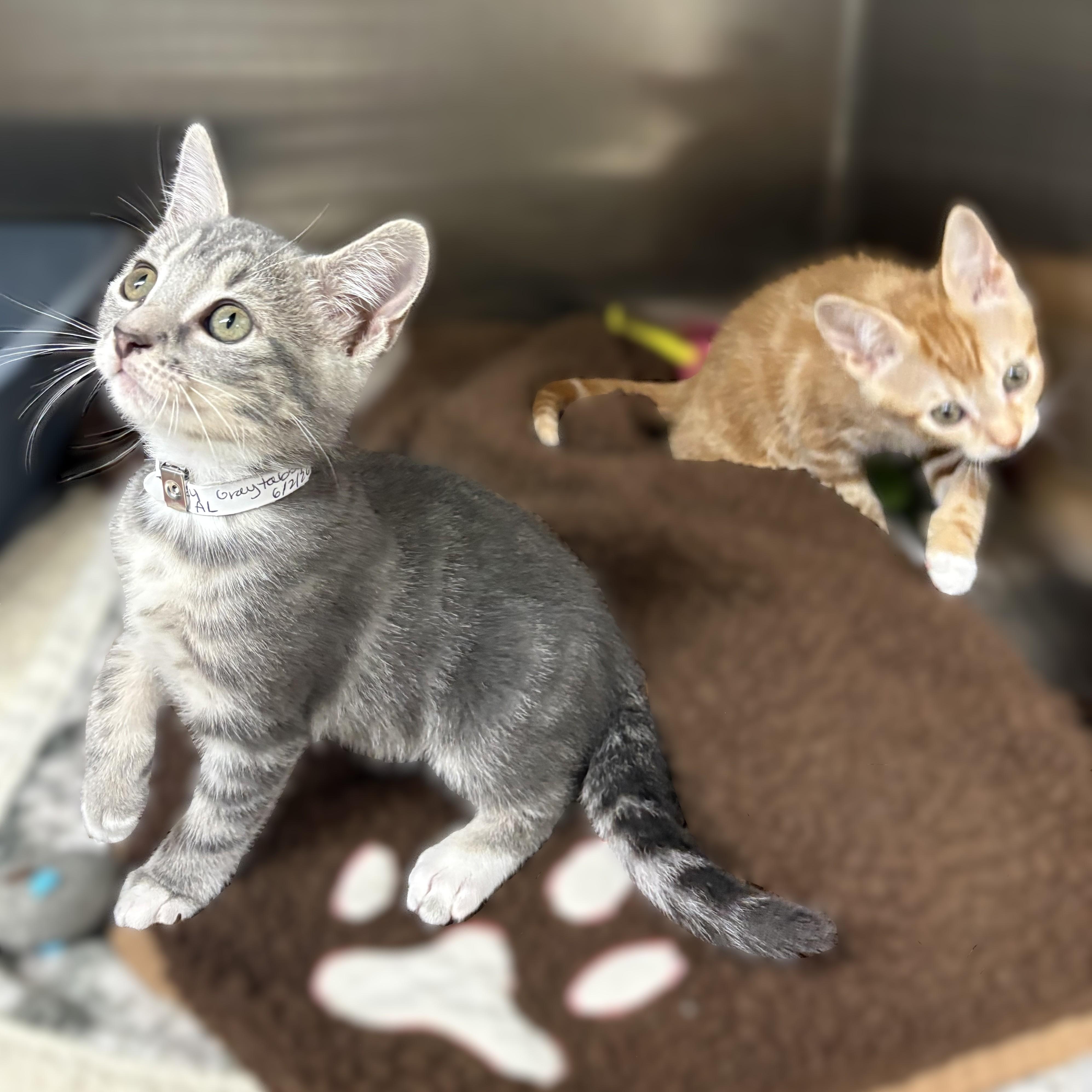 Enlarge Danny & Sandy (52034/52035), a ADOPTABLE Domestic Short Hair in Columbia, MD image 2/5